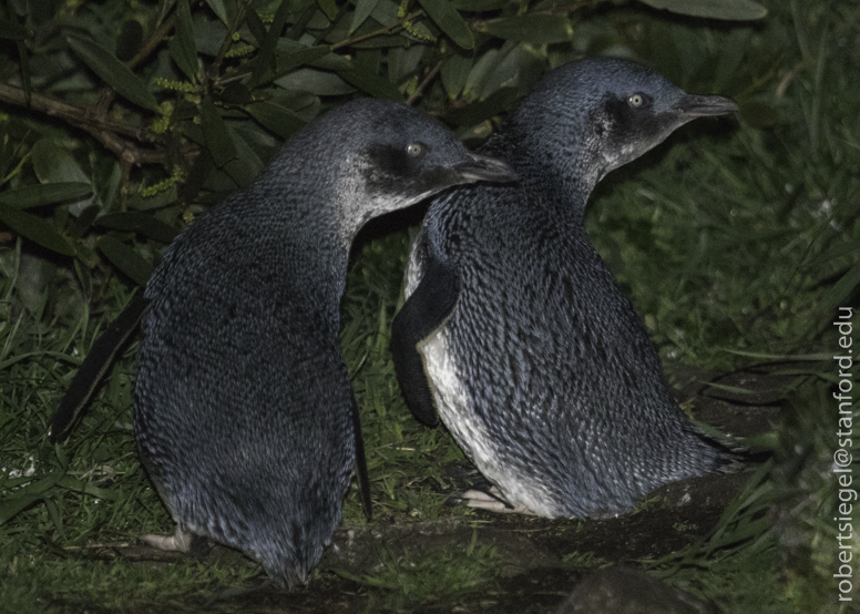 two penguins